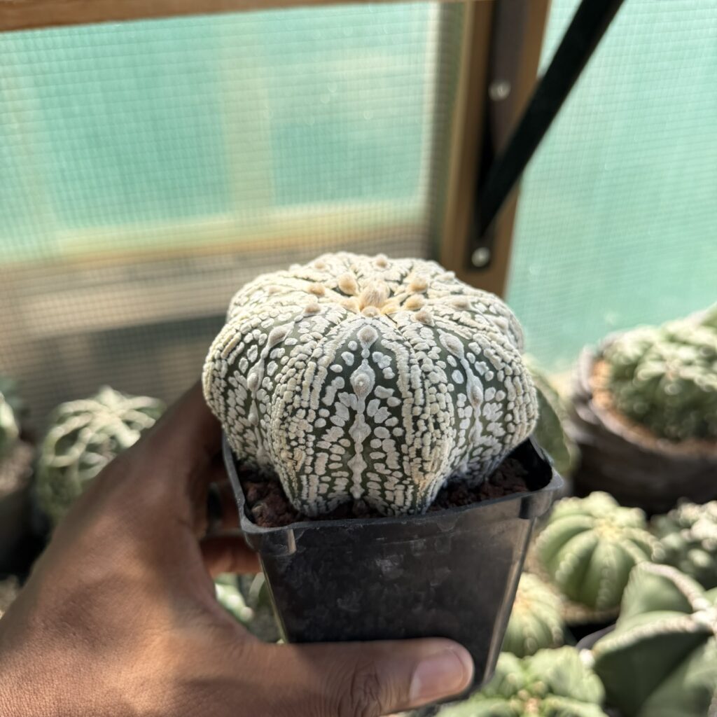 Astrophytum asterias Superkabuto Star Shape