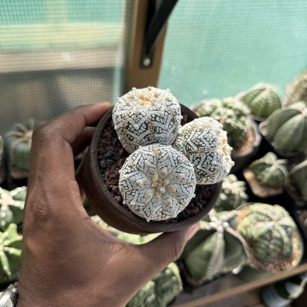 Astrophytum asterias cv. Superkabuto V-Type 3 headed