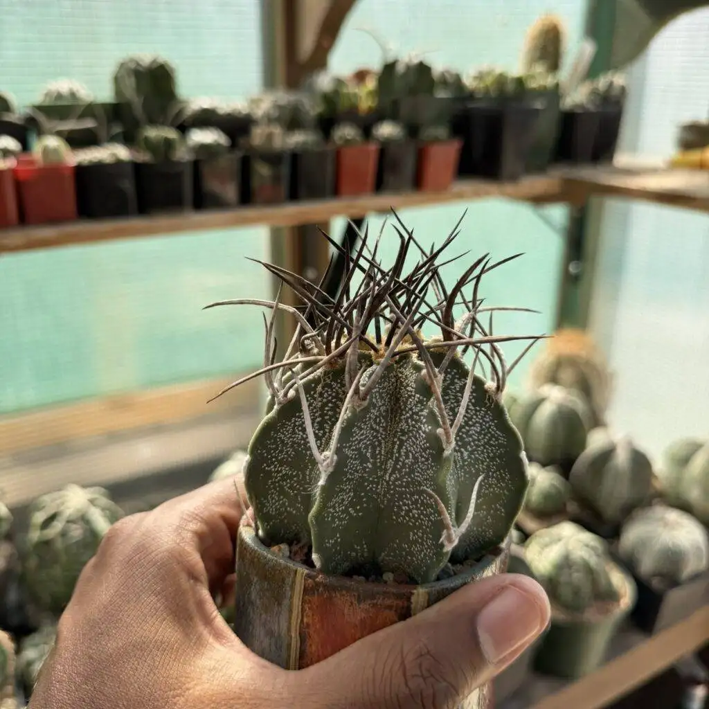 Astrophytum capricorne cv. Taiho-Gyoku Buffalo