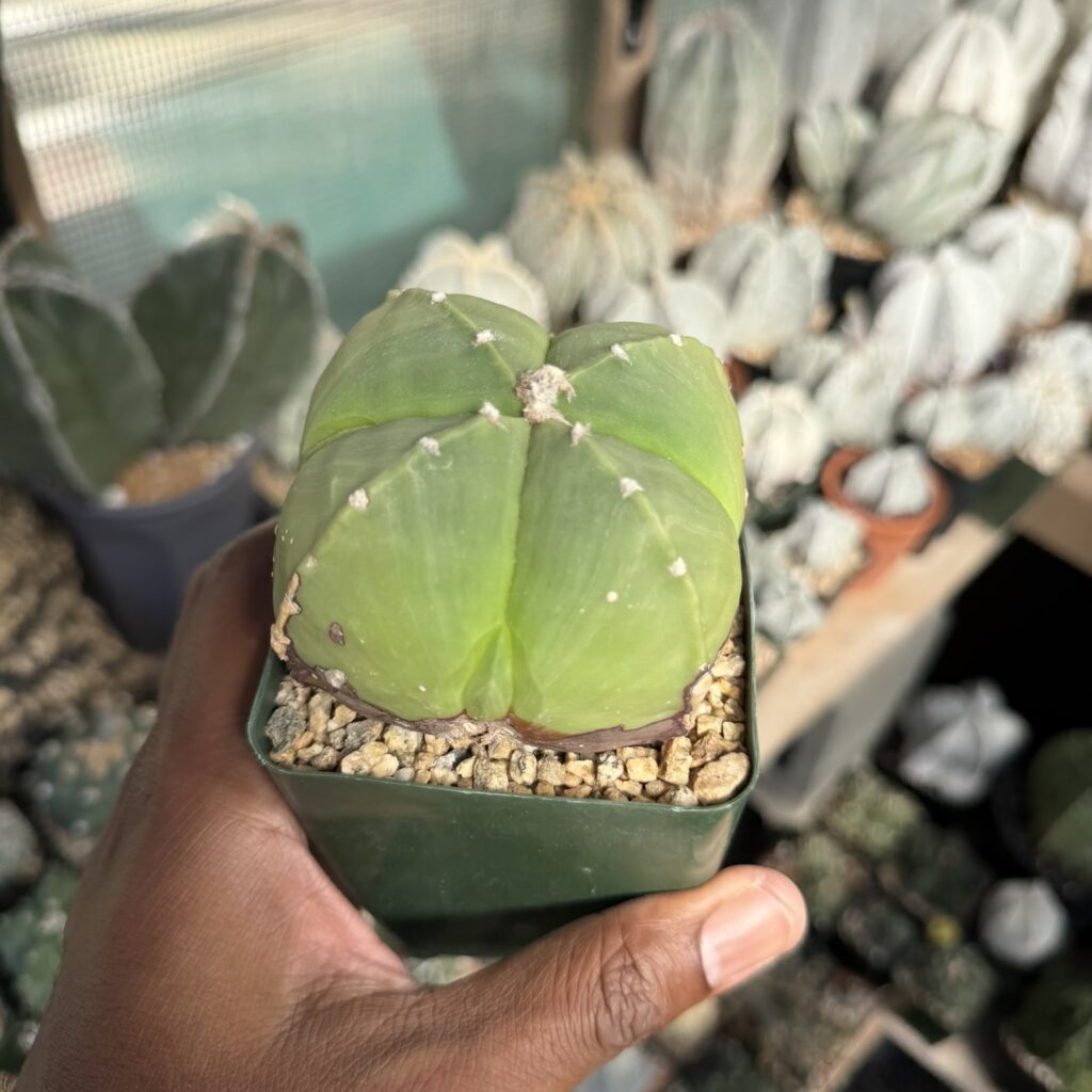 Astrophytum myriostigma Quadricostatum