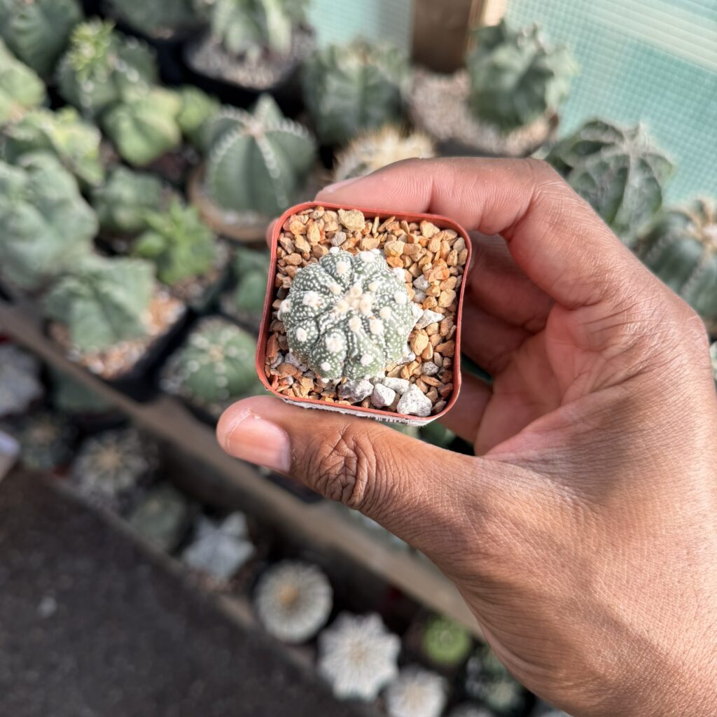 Astrophytum asterias Iwata