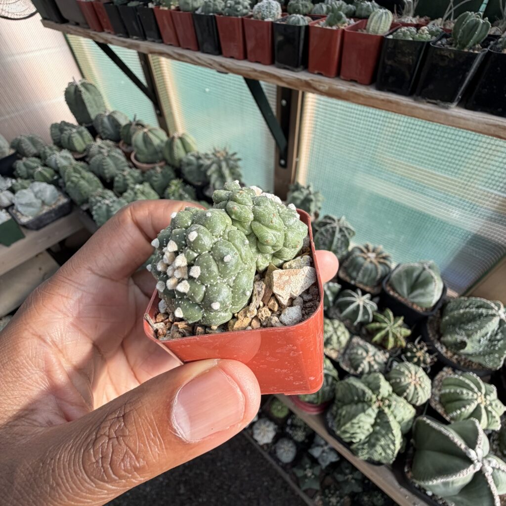 Astrophytum asterias Kikko 2 Headed