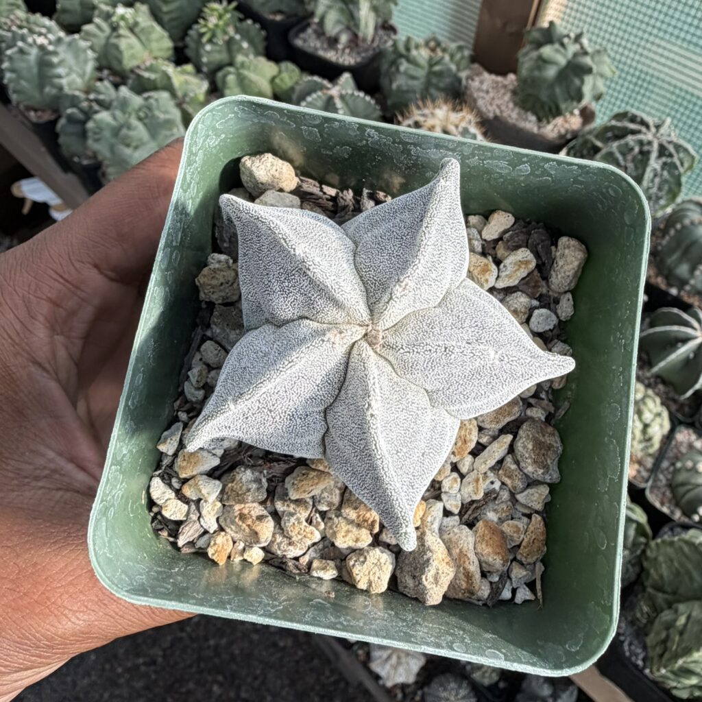 Astrophytum myriostigma