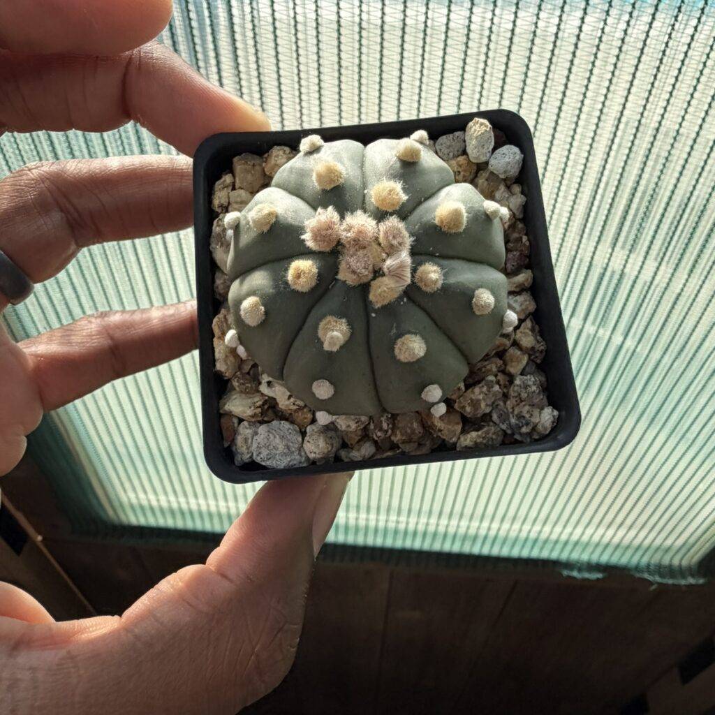 Astrophytum asterias