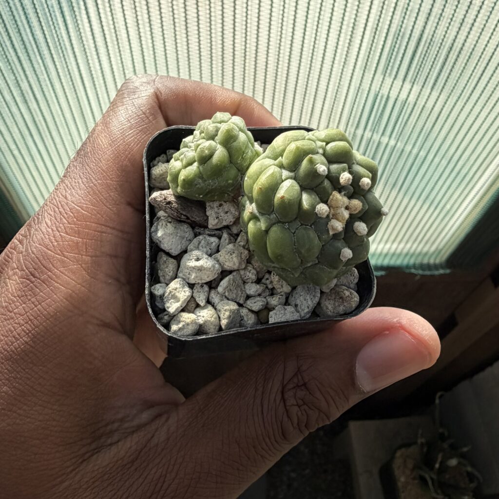 Astrophytum asterias Kikko 2 Headed