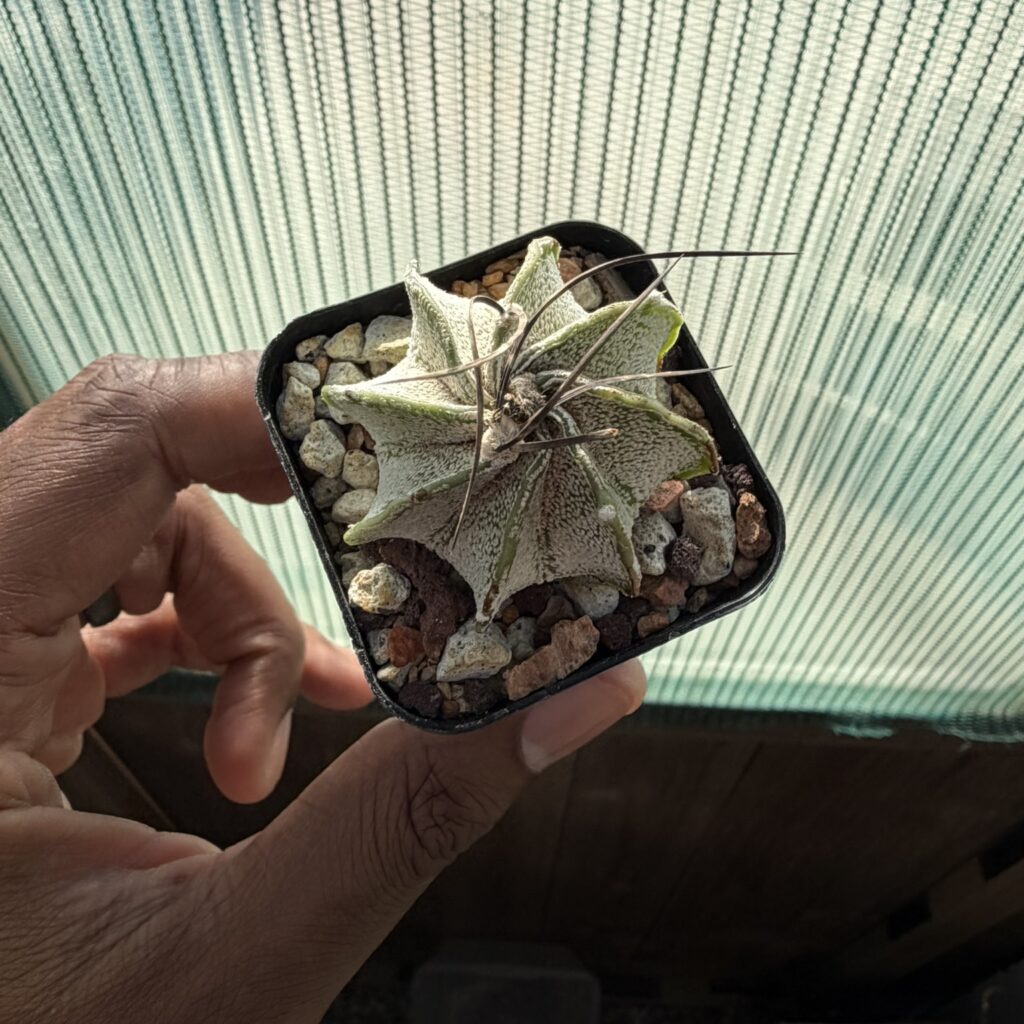 Astrophytum capricorne