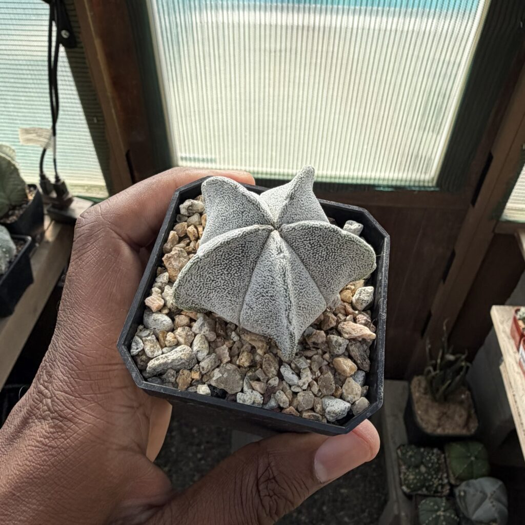 Astrophytum coahuilense