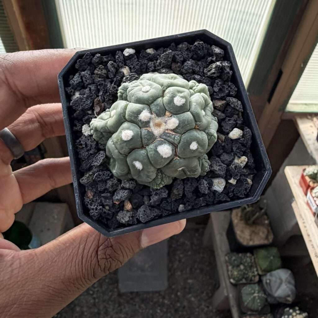 Astrophytum asterias cv. Kikko Lizard Skin cristata