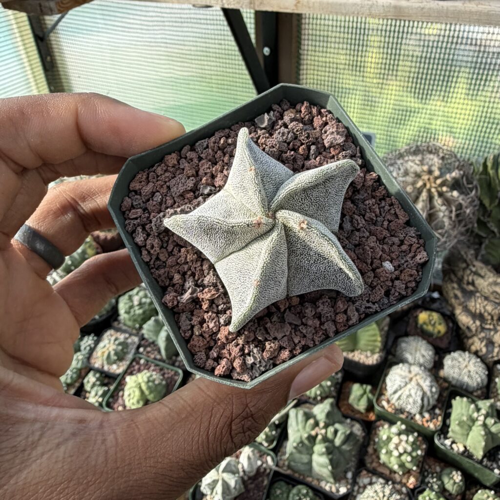 Astrophytum myriostigma