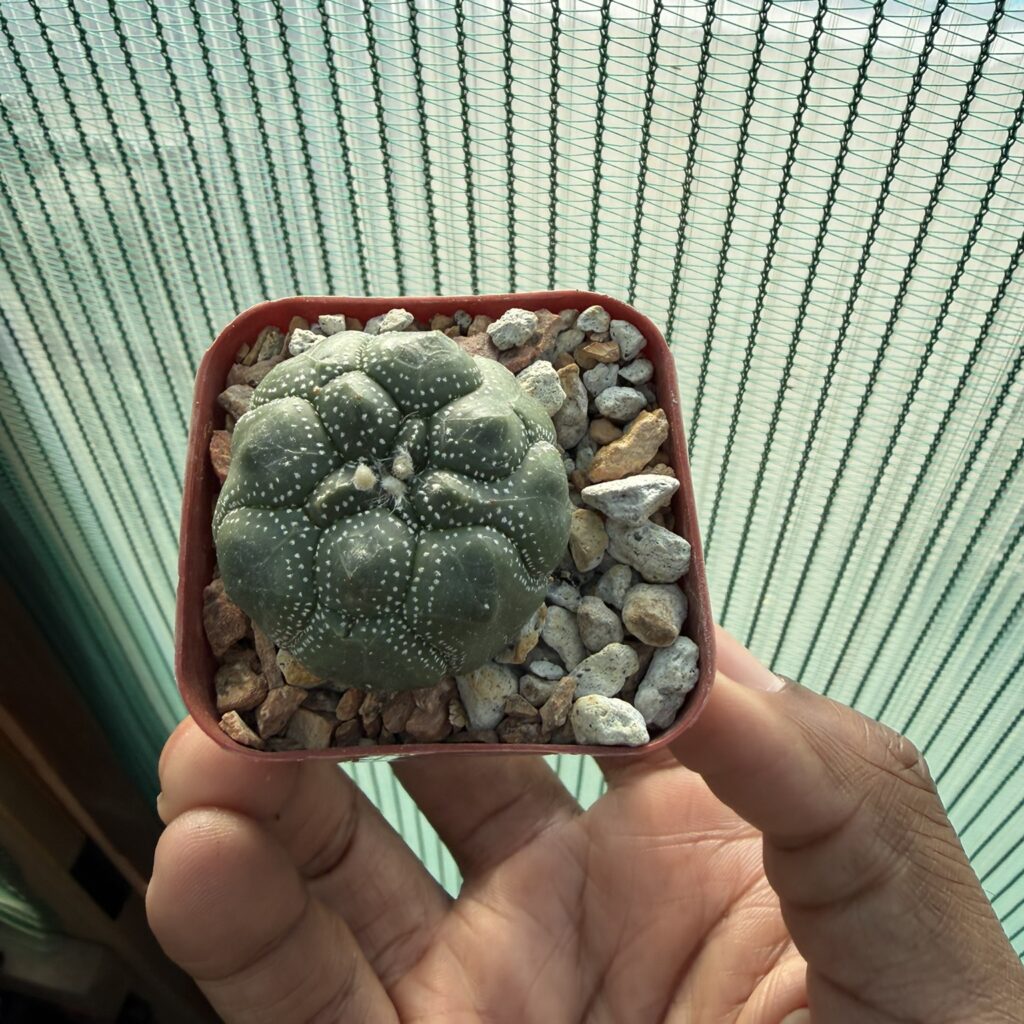 Astrophytum asterias Kikko