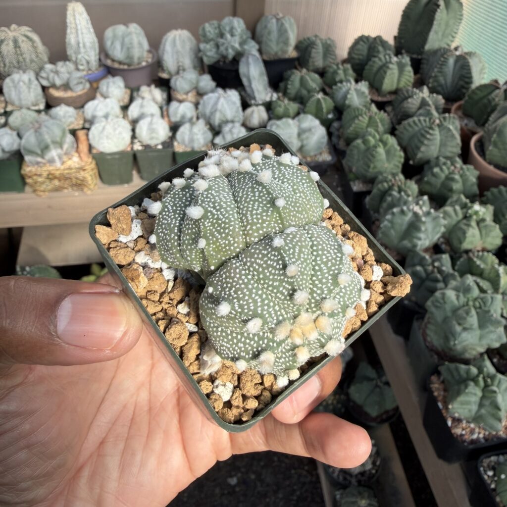 Astrophytum asterias 2 Headed