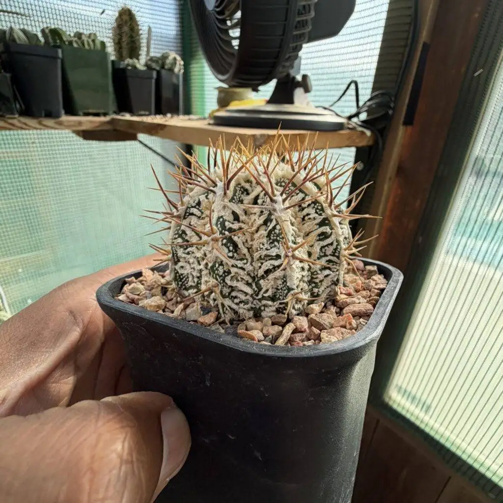 Astrophytum ornatum Fukuryu Hania