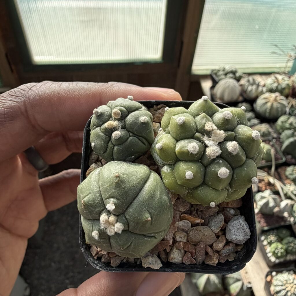 Astrophytum asterias Bundle