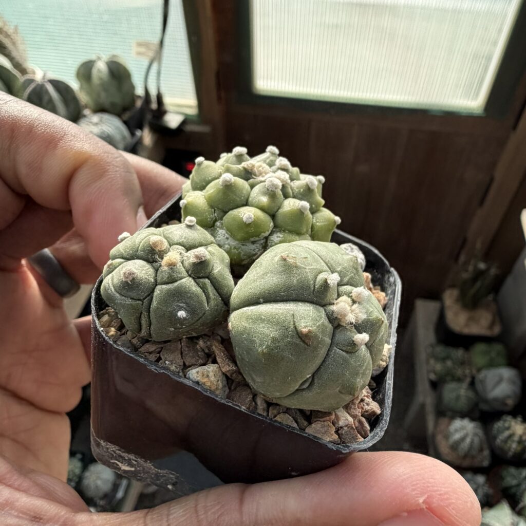Astrophytum asterias Bundle