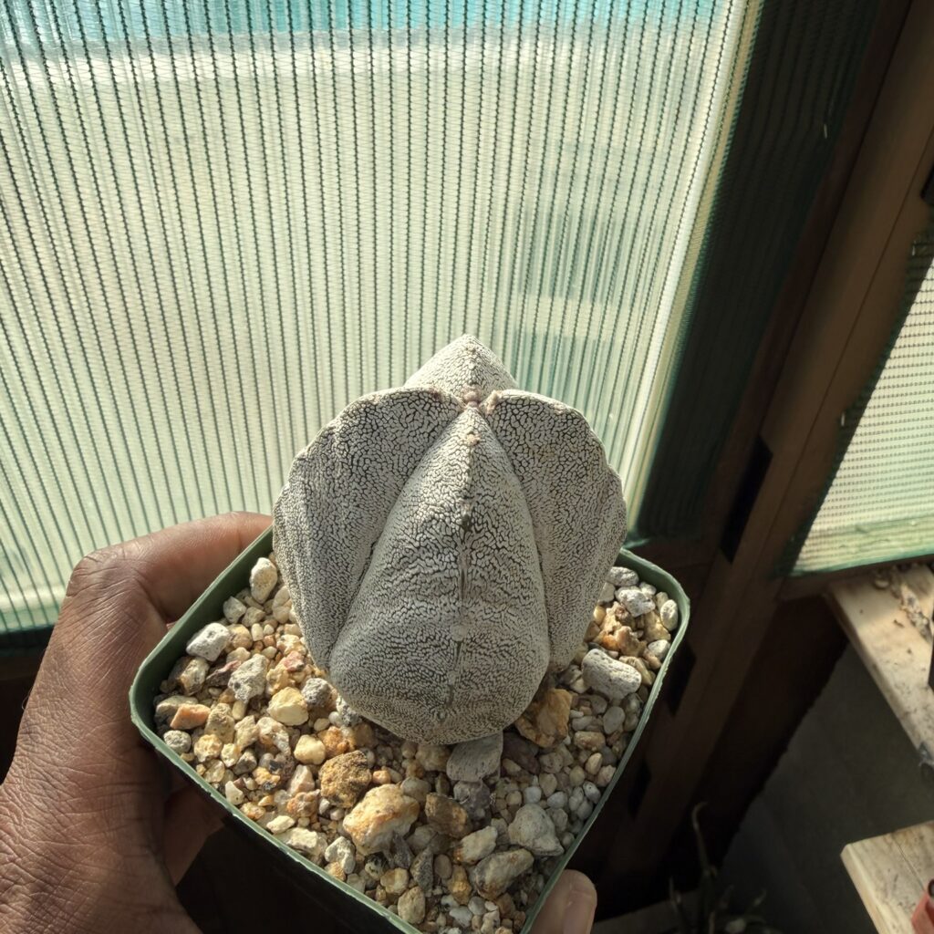 Astrophytum myriostigma Onzuka quadricostatum