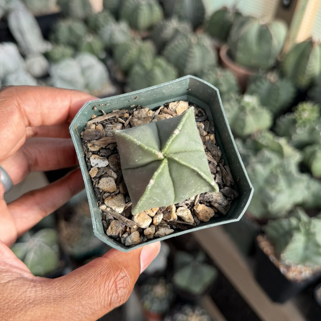Astrophytum myriostigma Quad