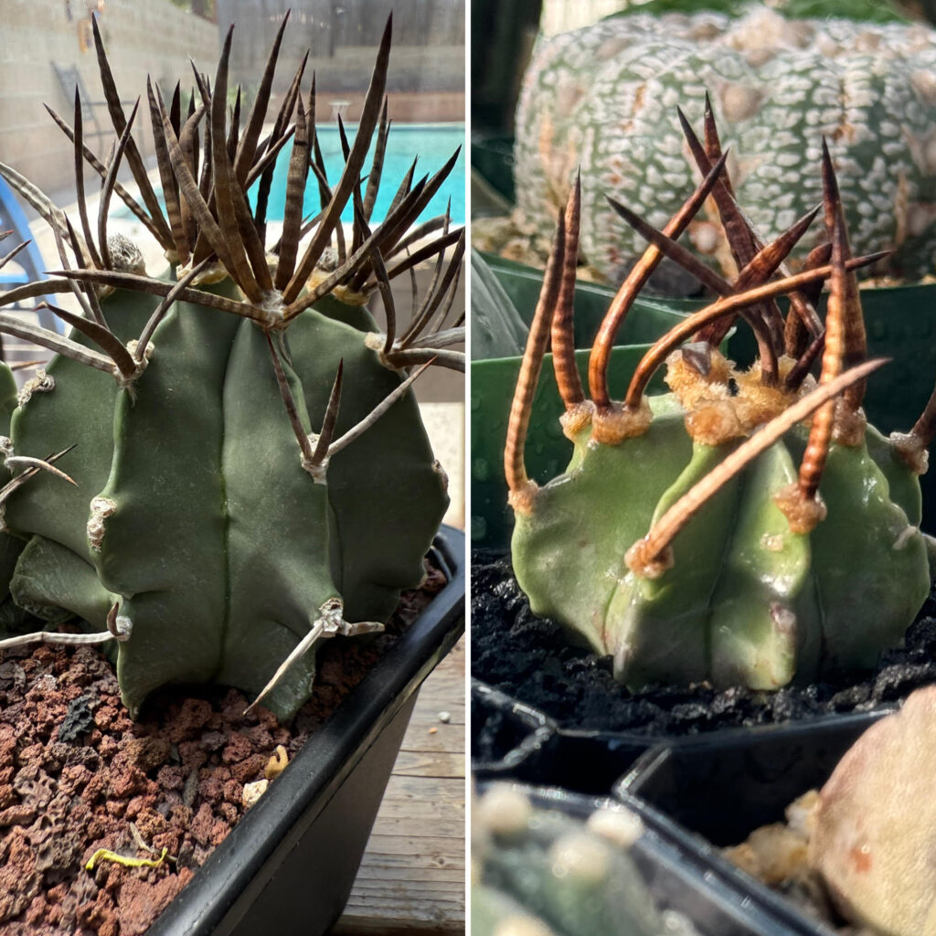 Astrophytum capricorne (Buffalo) var. crassispinum cv. Taiho-gyoku 10+ Seeds