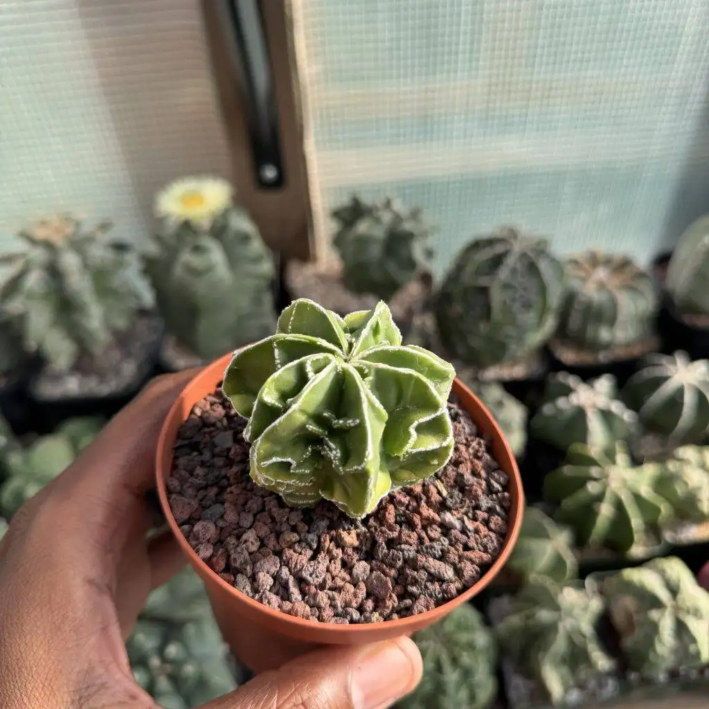 Astrophytum myriostigma Fukuryu Hakujo