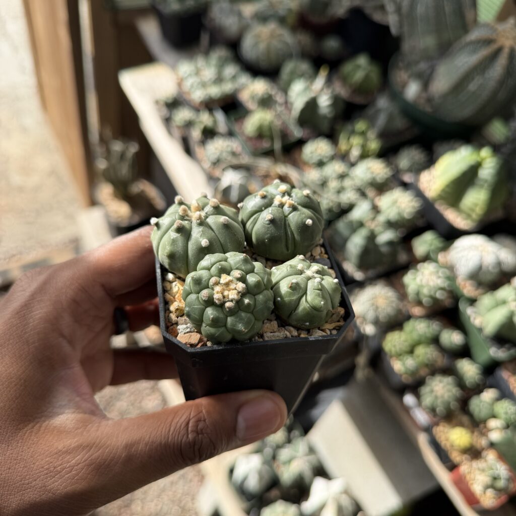 Astrophytum asterias Bundle