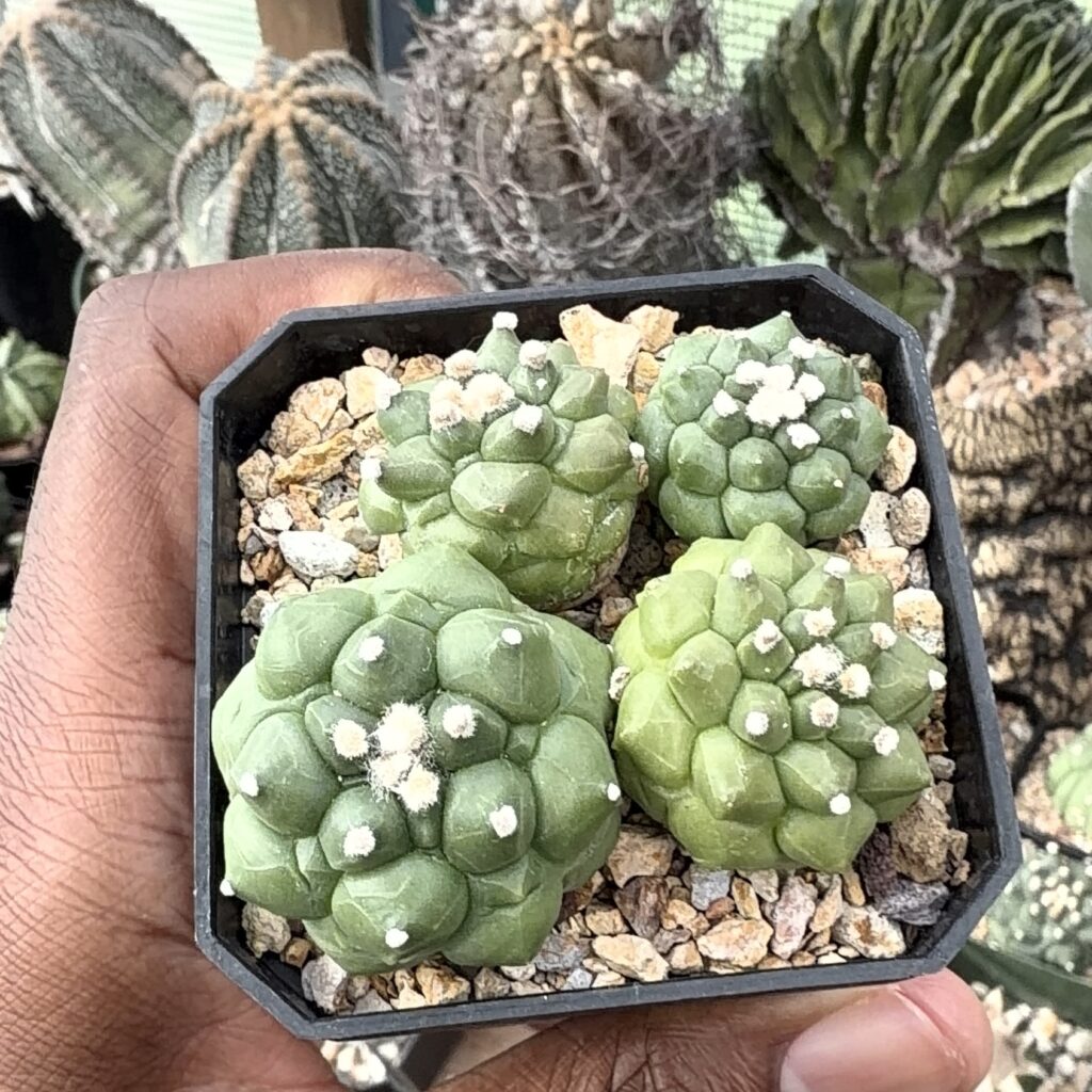 Astrophytum asterias Kikko Durian Bundle